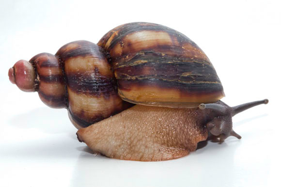 Archachatina marginata ssp2 Cameroon scalariform adult